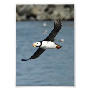 5x7 Satin photo of puffin Print