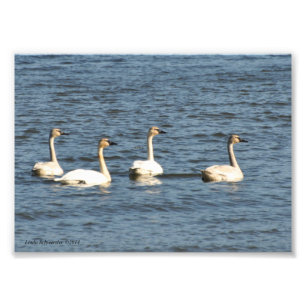 5X7 Trumpeter Swans Photo Print