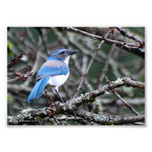 5X7 Western Blue Jay Photo Print