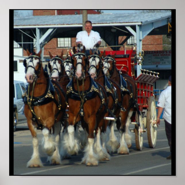 6 horse hitch print (Front)