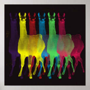 6 llamas 6 colours canvas with black background poster