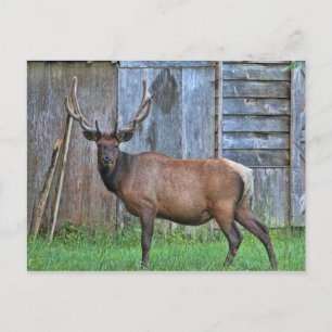 6 Point Bull Elk Photo Postcard