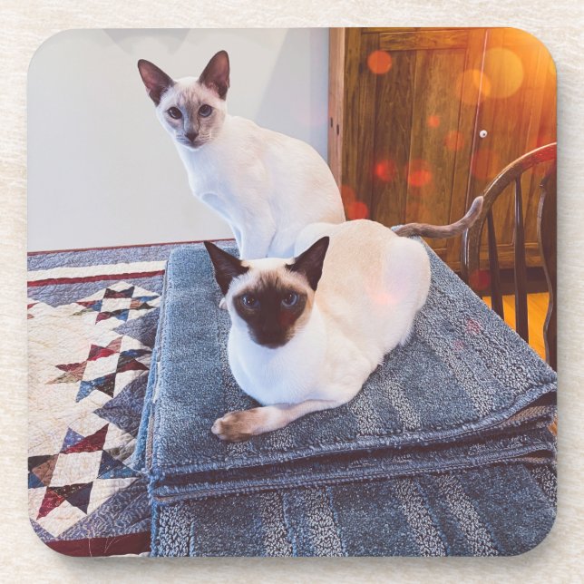 6 Siamese Hard Plastic coasters with cork back (Front)