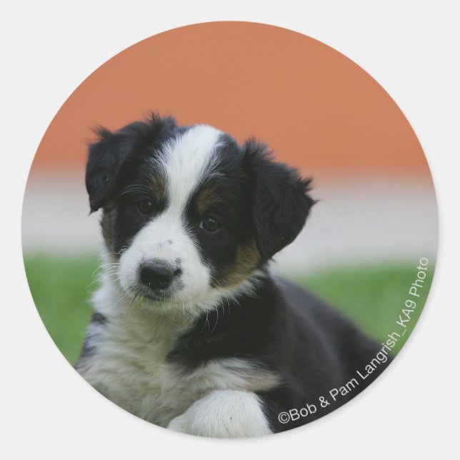 6 Week Old Border Collie Classic Round Sticker (Front)