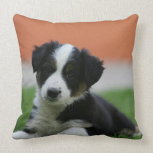 6 Week Old Border Collie Cushion