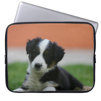 6 Week Old Border Collie