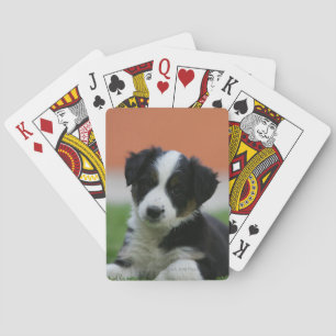 6 Week Old Border Collie Playing Cards