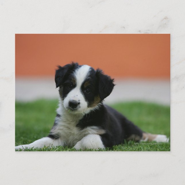 6 Week Old Border Collie Postcard (Front)