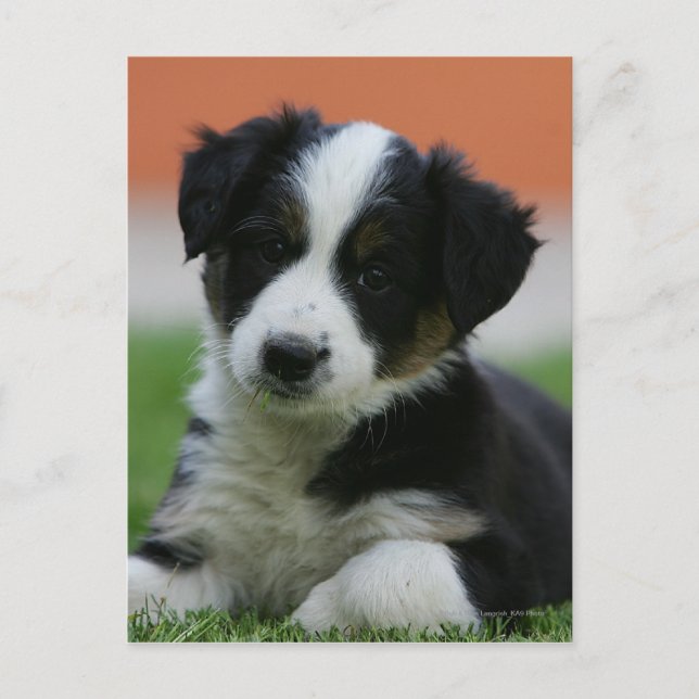 6 Week Old Border Collie Postcard (Front)