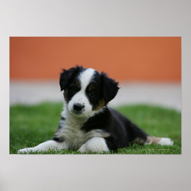 6 Week Old Border Collie Poster (Front)