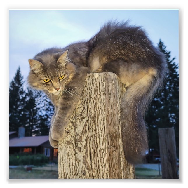 6"x6" Photo Print || Cathletic Cat (Front)