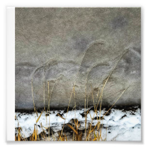 6”x6" Photo Print    Grasses In Ice
