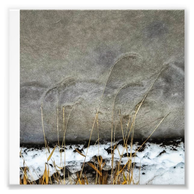 6”x6" Photo Print || Grasses In Ice (Front)
