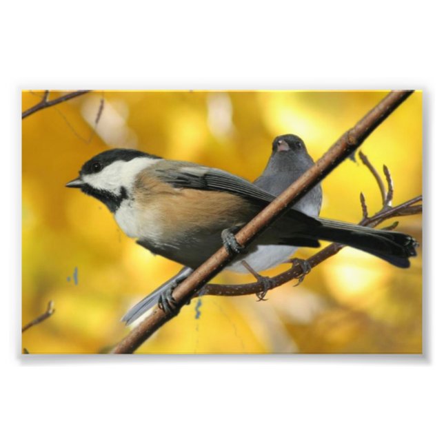 6" x 4", Kodak Professional Photo Paper (Satin) Print (Front)