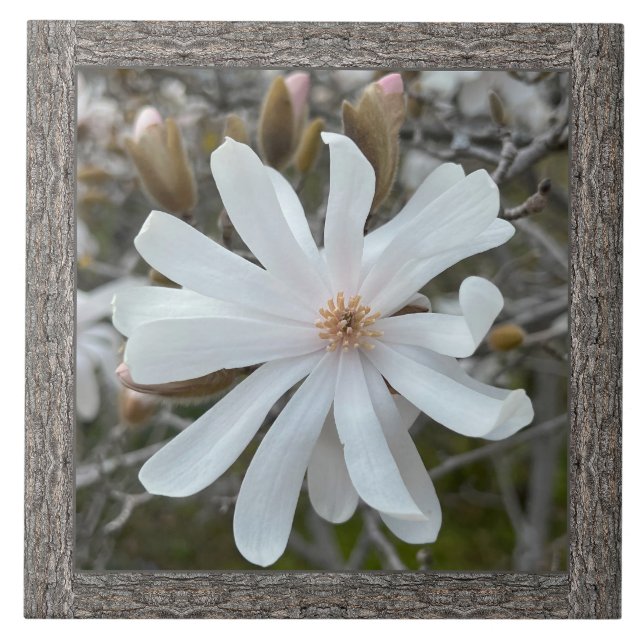 6"x 6" Ceramic Tile with Beautiful White Magnolia (Front)