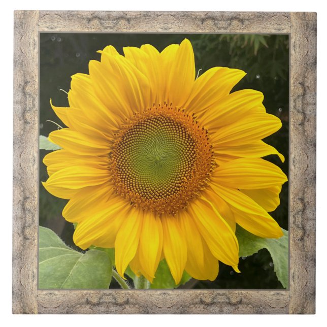 6"x 6" Ceramic Tile with Cheerful Yellow Sunflower (Front)