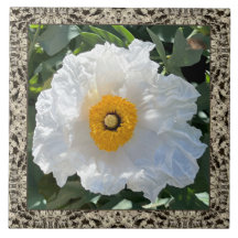6"x 6" Ceramic Tile with Gorgeous Matilija Poppy