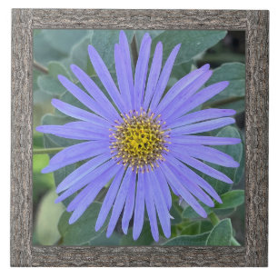 6"x 6" Ceramic Tile with Lovely Blue Aster