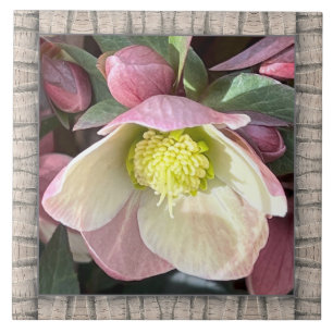 6"x 6" Ceramic Tile with Lovely Pink Hellebore