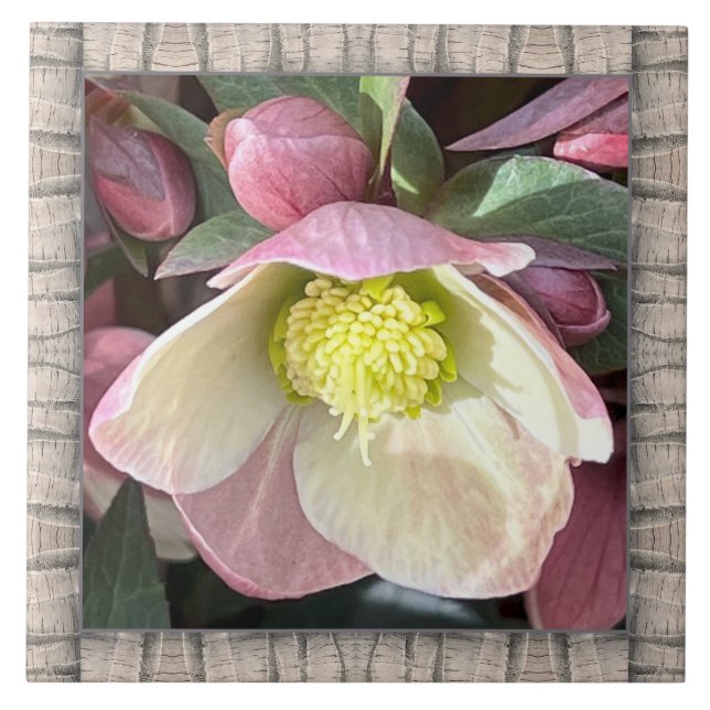 6"x 6" Ceramic Tile with Lovely Pink Hellebore (Front)