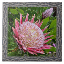 6"x 6" Ceramic Tile with Lovely Pink Protea
