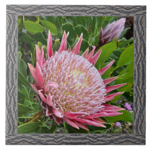 6"x 6" Ceramic Tile with Lovely Pink Protea