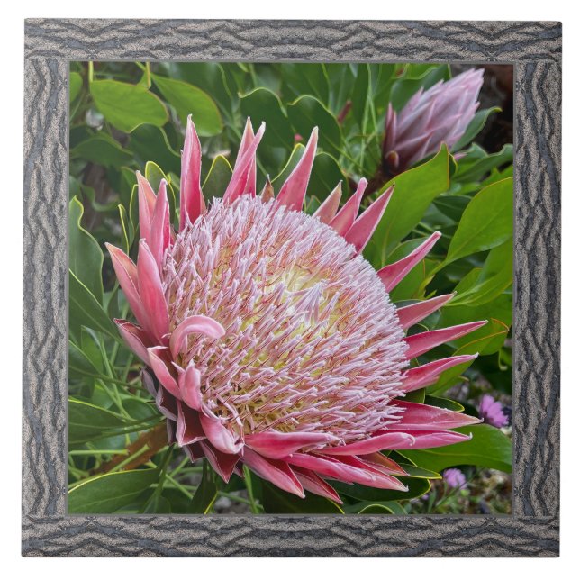 6"x 6" Ceramic Tile with Lovely Pink Protea (Front)