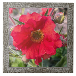 6"x 6" Ceramic Tile with Lovely Red Rose