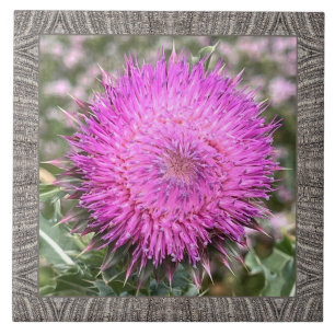 6"x 6" Ceramic Tile with Pink Musk Thistle