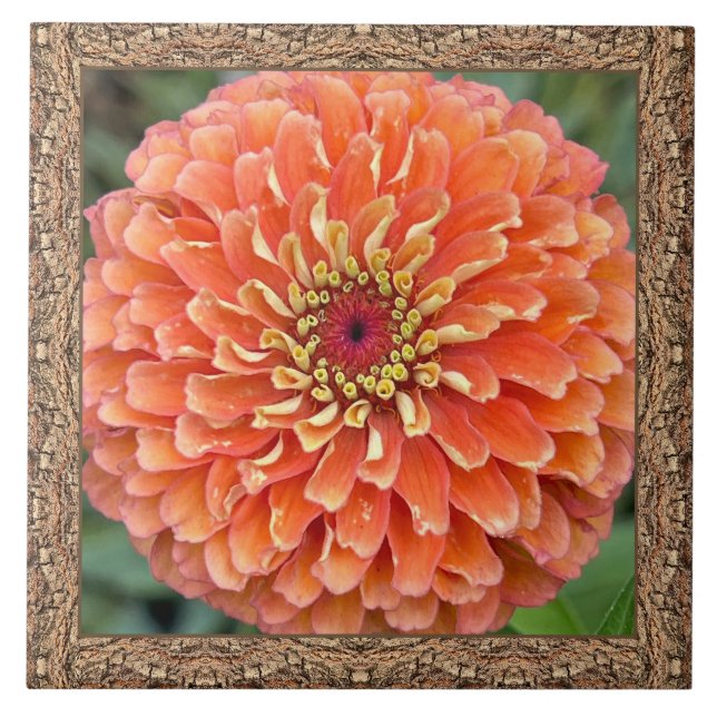 6"x 6" Ceramic Tile with Striking Orange Zinnia (Front)