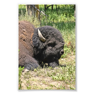 6x4 photo buffalo print
