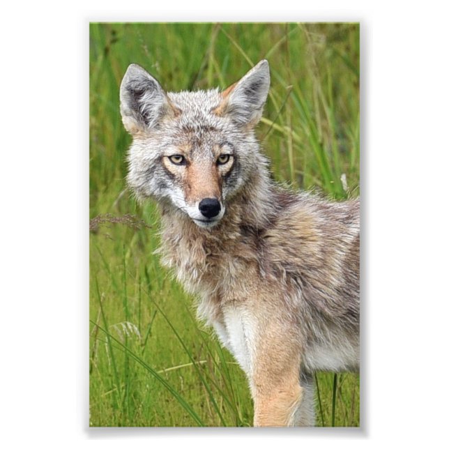 6x4 photo coyote print (Front)