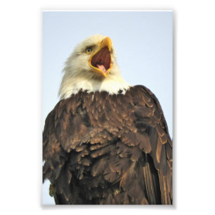 6x4 photo  eagle