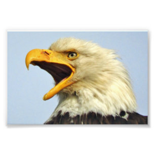 6x4 photo eagle print