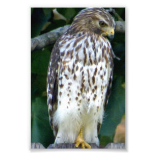 6x4 photo falcon print