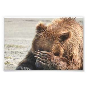 6x4 photo  grizzly bear