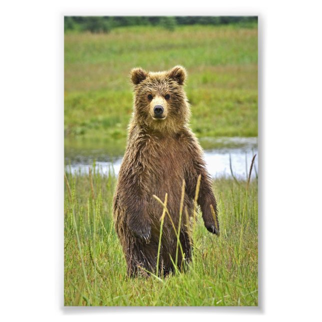 6x4 photo   grizzly bears (Front)