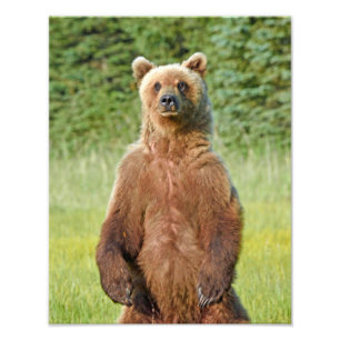 6x4 photo  grizzly bears