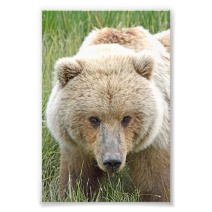 6x4 photo grizzly bears print