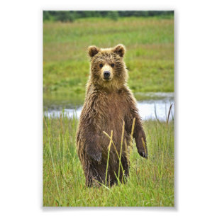 6x4 photo   grizzly bears print