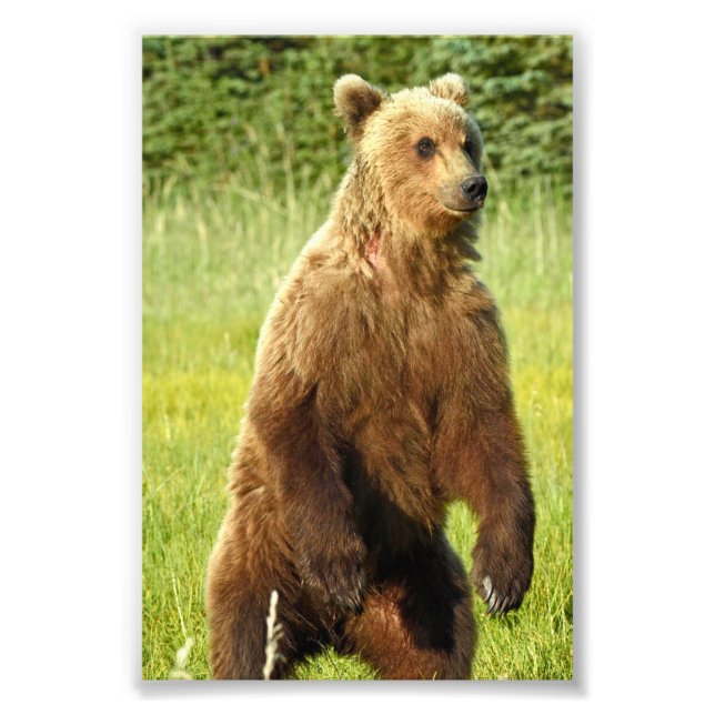 6x4 photo  grizzly bears print (Front)