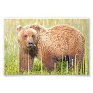 6x4 photo  grizzly bears print