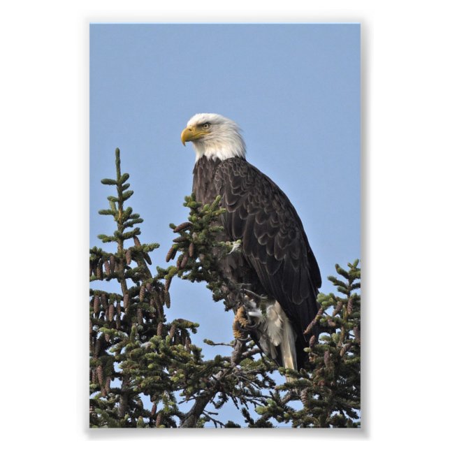  6x4 photo of eagle print (Front)