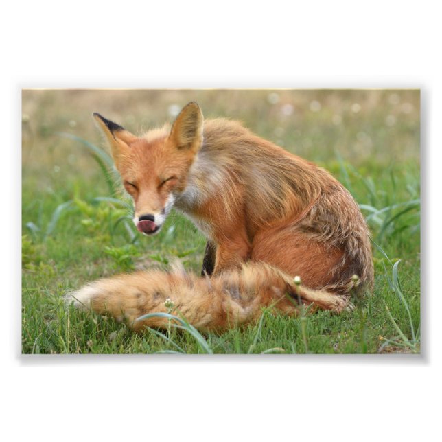  6x4 photo of fox (Front)