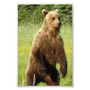  6x4 photo of grizzly bear print