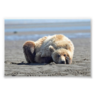  6x4 photo of grizzly bear print