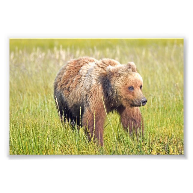  6x4 photo of grizzly bear print (Front)