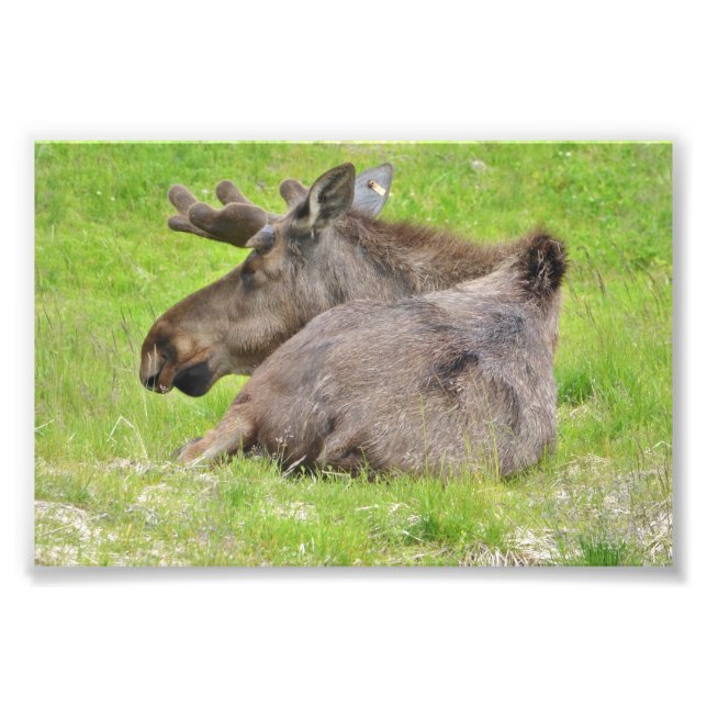  6x4 photo of  moose print (Front)