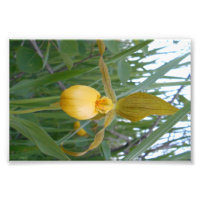 6x4 Photo Print