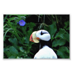 6x4 photo puffins